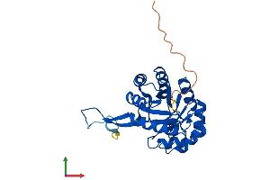 AlphaFold protein structure predicition of Mouse Recombinant Cutc Protein, UniprotID Q9D8X1