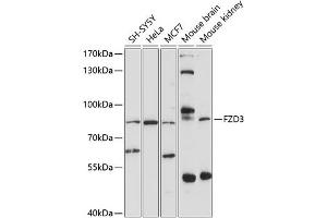 Western blot analysis of extracts of various cell lines, using FZD3 antibody (ABIN6131660, ABIN6140839, ABIN6140840 and ABIN6214182) at 1:1000 dilution. (FZD3 antibody  (AA 23-205))