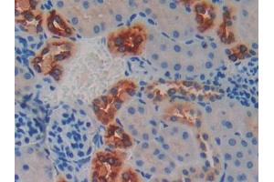 IHC-P analysis of Mouse Kidney Tissue, with DAB staining. (Kallikrein 6 antibody  (AA 19-261))