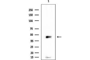 Western blot analysis of lysates from Mouse liver, using EDG7 Mouse Monoclonal Antibody at 1/1000 dilution.