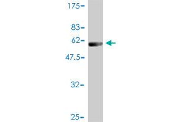 PSMB4 antibody  (AA 1-264)