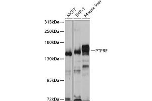 Western blot analysis of extracts of various cell lines, using PTPRF antibody (ABIN6129316, ABIN6146462, ABIN6146463 and ABIN6221096) at 1:1000 dilution. (PTPRF antibody  (AA 30-190))