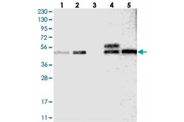 SLC43A1 anticorps
