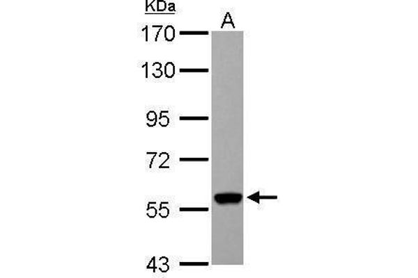 UGDH antibody