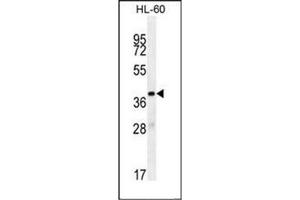 Western blot analysis of OR10J5 Antibody (C-term) in HL-60 cell line lysates (35ug/lane).