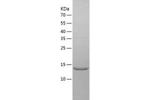 Western Blotting (WB) image for Macrophage Migration Inhibitory Factor (Glycosylation-Inhibiting Factor) (MIF) (AA 1-115) protein (His tag) (ABIN7285999) (MIF Protein (AA 1-115) (His tag))