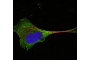 Confocal immunofluorescence analysis of PANC-1 cells using WNT10B mouse mAb (green). (WNT10B antibody)