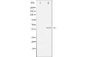 Western blot analysis of C/EBP- alpha phosphorylation expression in EGF treated HepG2 whole cell lysates,The lane on the left is treated with the antigen-specific peptide. (CEBPA antibody  (pSer21))