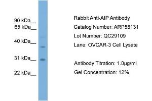 WB Suggested Anti-AIP  Antibody Titration: 0. (AIP antibody  (Middle Region))