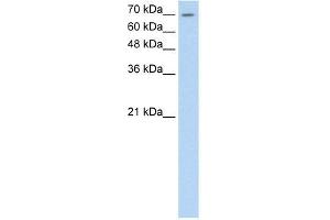 Human HepG2; WB Suggested Anti-LSR Antibody Titration: 0.