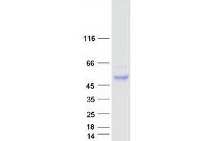 Validation with Western Blot (CNOT11 Protein (Myc-DYKDDDDK Tag))