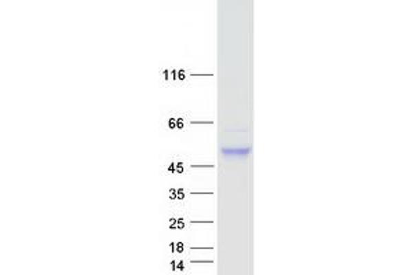 CNOT11 Protein (Myc-DYKDDDDK Tag)