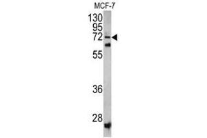 Western blot analysis of SCFD1 antibody (C-term) in MCF-7 cell line lysates (35ug/lane).