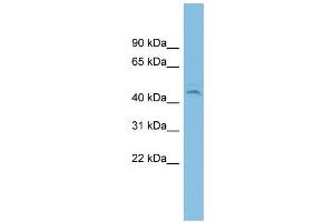 WB Suggested Anti-C19orf55 Antibody Titration: 0.
