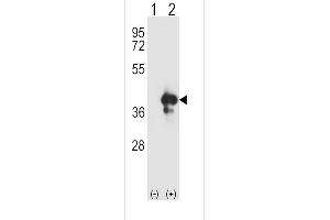 Western blot analysis of APEX1 using rabbit polyclonal APEX1 Antibody using 293 cell lysates (2 ug/lane) either nontransfected (Lane 1) or transiently transfected (Lane 2) with the APEX1 gene. (APEX1 antibody  (N-Term))
