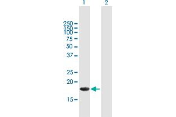 ALG13 antibody  (AA 1-165)