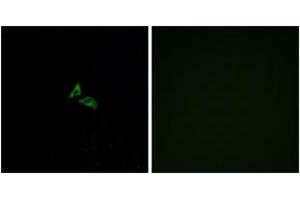 Immunofluorescence analysis of A549 cells, using EDG7 Antibody. (LPAR3 antibody  (AA 281-330))