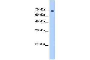 SF4 antibody used at 0. (Splicing Factor 4 antibody  (N-Term))