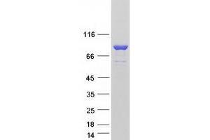 Western Blotting (WB) image for SEC14-Like 1 (SEC14L1) (Transcript Variant 4) protein (Myc-DYKDDDDK Tag) (ABIN2731559)