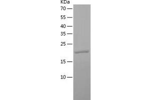 Western Blotting (WB) image for Deoxyuridine Triphosphatase (DUT) (AA 1-164) protein (His tag) (ABIN7285987) (Deoxyuridine Triphosphatase (DUT) (AA 1-164) protein (His tag))