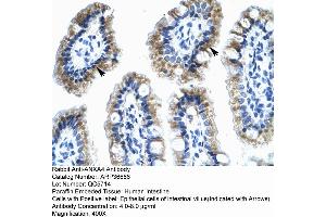 Human Intestine (Annexin IV antibody  (N-Term))