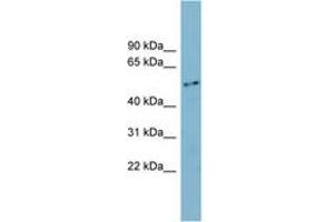 Image no. 1 for anti-Family with Sequence Similarity 90, Member A1 (FAM90A1) (AA 35-84) antibody (ABIN6744119) (FAM90A1 antibody  (AA 35-84))