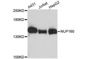 Western blot analysis of extracts of various cell lines, using NUP160 antibody. (NUP160 antibody  (AA 40-150))