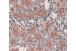 IHC-P analysis of Mouse Tissue, with DAB staining. (SLC3A2 antibody  (AA 285-522))