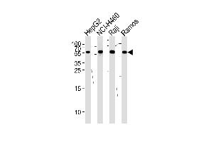 Western blot analysis of lysates from HepG2,NCI-,Raji,Ramos cell line (from left to right),using P3 Antibody (N-term) . (MMP3 antibody  (N-Term))