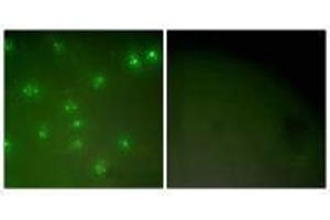 Immunofluorescence analysis of COS7 cells, using Cyclin A antibody. (Cyclin A1 antibody)