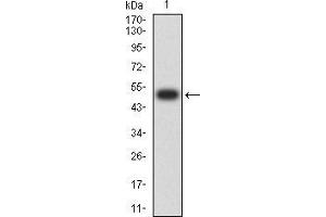 Western blot analysis using MIB1 mAb against human MIB1 (AA: 6-221) recombinant protein.