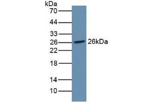 Figure. (NOG antibody  (AA 28-232))