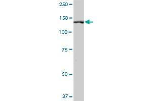 SLTM MaxPab polyclonal antibody. (SLTM antibody  (AA 1-478))
