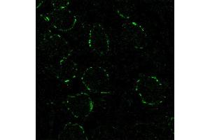 Immunohistochemistry (IHC) image for anti-Synaptotagmin II (SYT2) (AA 406-422), (Cytoplasmic Domain) antibody (ABIN1742202) (SYT2 antibody  (Cytoplasmic Domain))