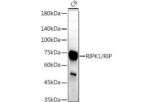 Western blot analysis of extracts of C6 cells, using RIPK1/RIP antibody (ABIN6132596, ABIN6146959, ABIN6146960 and ABIN6223282) at 1:1000 dilution. (RIPK1 antibody  (AA 170-440))