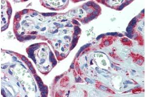 Placenta, Human: Formalin-Fixed, Paraffin-Embedded (FFPE) (PDIA4 antibody  (AA 623-638))