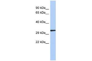 WB Suggested Anti-NKX2-2 Antibody Titration:  0. (Nkx2-2 antibody  (N-Term))