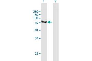 Western Blot analysis of ALDH16A1 expression in transfected 293T cell line by ALDH16A1 MaxPab polyclonal antibody. (ALDH16A1 antibody  (AA 1-802))