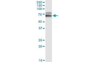 HPX monoclonal antibody (M01), clone 3A9-1A9. (Hemopexin antibody  (AA 1-254))