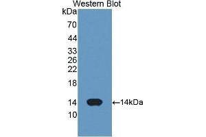 Western Blotting (WB) image for anti-Cytochrome C, Somatic (CYCS) (AA 5-100) antibody (ABIN3208298) (Cytochrome C antibody  (AA 5-100))