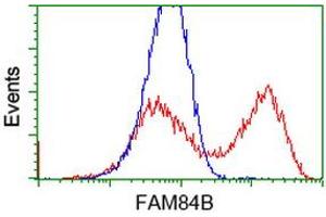 HEK293T cells transfected with either RC207996 overexpress plasmid (Red) or empty vector control plasmid (Blue) were immunostained by anti-FAM84B antibody (ABIN2453028), and then analyzed by flow cytometry.