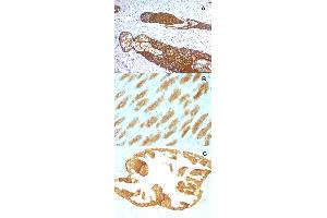 Immunohistochemical staining (Formalin-fixed paraffin-embedded sections) of (A) human skin (B) rat stomach and (C) rat oviduct with KRT76 monoclonal antibody, clone KRTH/1076 .