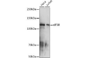 Western blot analysis of extracts of various cell lines, using eIF3B Rabbit mAb (ABIN7267042) at 1:1000 dilution. (EIF3B antibody)