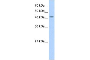 WB Suggested Anti-STK11 Antibody Titration:  1.