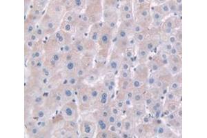 Figure. (HPR antibody  (AA 102-347))