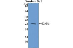 Western Blotting (WB) image for anti-Bleomycin Hydrolase (BLMH) (AA 30-165) antibody (ABIN1175602)