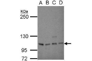 WB Image Sample (30 ug of whole cell lysate) A: 293T B: A431 C: HeLa D: HepG2 5% SDS PAGE antibody diluted at 1:1000 (SP1 antibody)