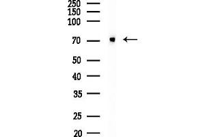 anti-Poly(A) Binding Protein, Cytoplasmic 4 (Inducible Form) (PABPC4) (Internal Region) antibody