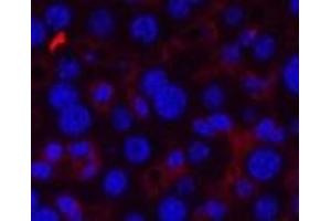 Immunofluorescence analysis of Mouse liver tissue using CD21 Monoclonal Antibody at dilution of 1:200. (CD21 antibody)