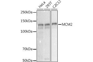 Western blot analysis of extracts of various cell lines, using MCM2 antibody (ABIN7268538) at 1:1000 dilution.